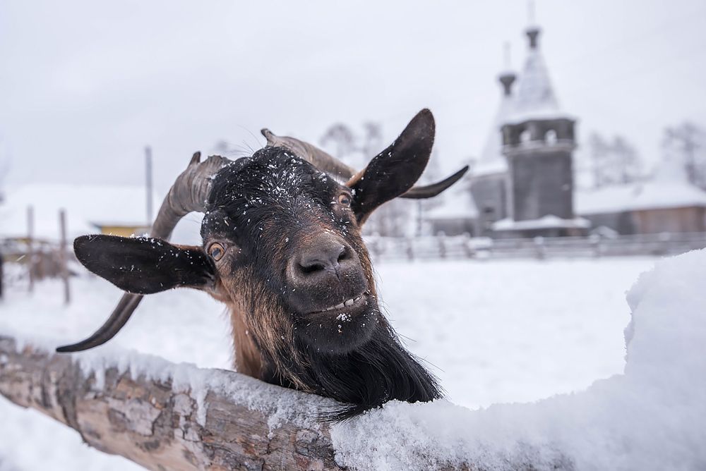 ����: ������� ��������