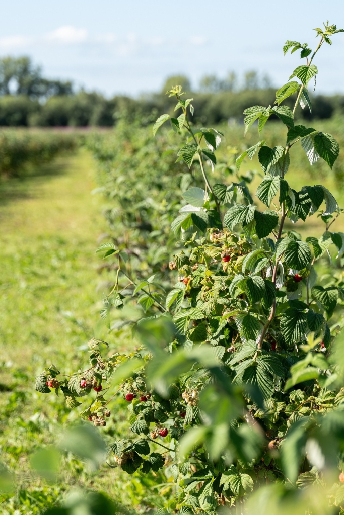 ��������� ����