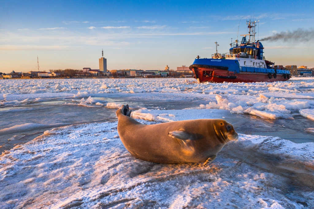 ���� ������ ������.jpg