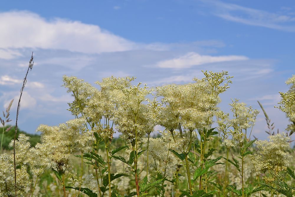 ����� ������ - ������� (�. �����������).JPG